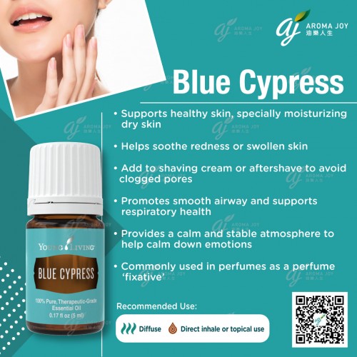 Blue Cypress 藍絲柏